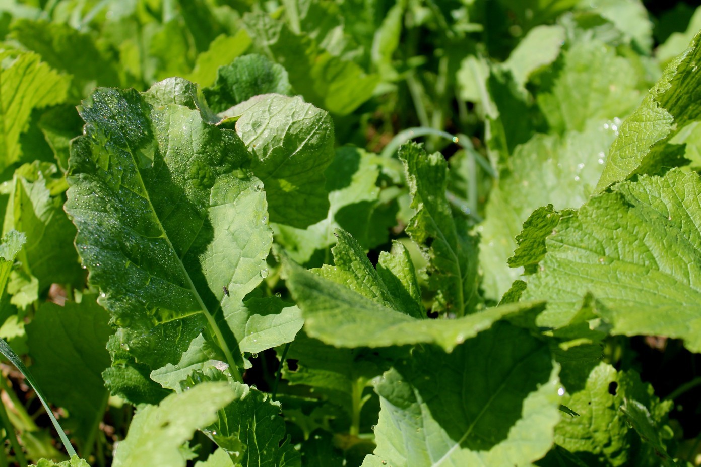 5# DEER GREENS & CLOVER Food Plot Seed Mix W/ Clovers Chicory Radish Rape Turnip 